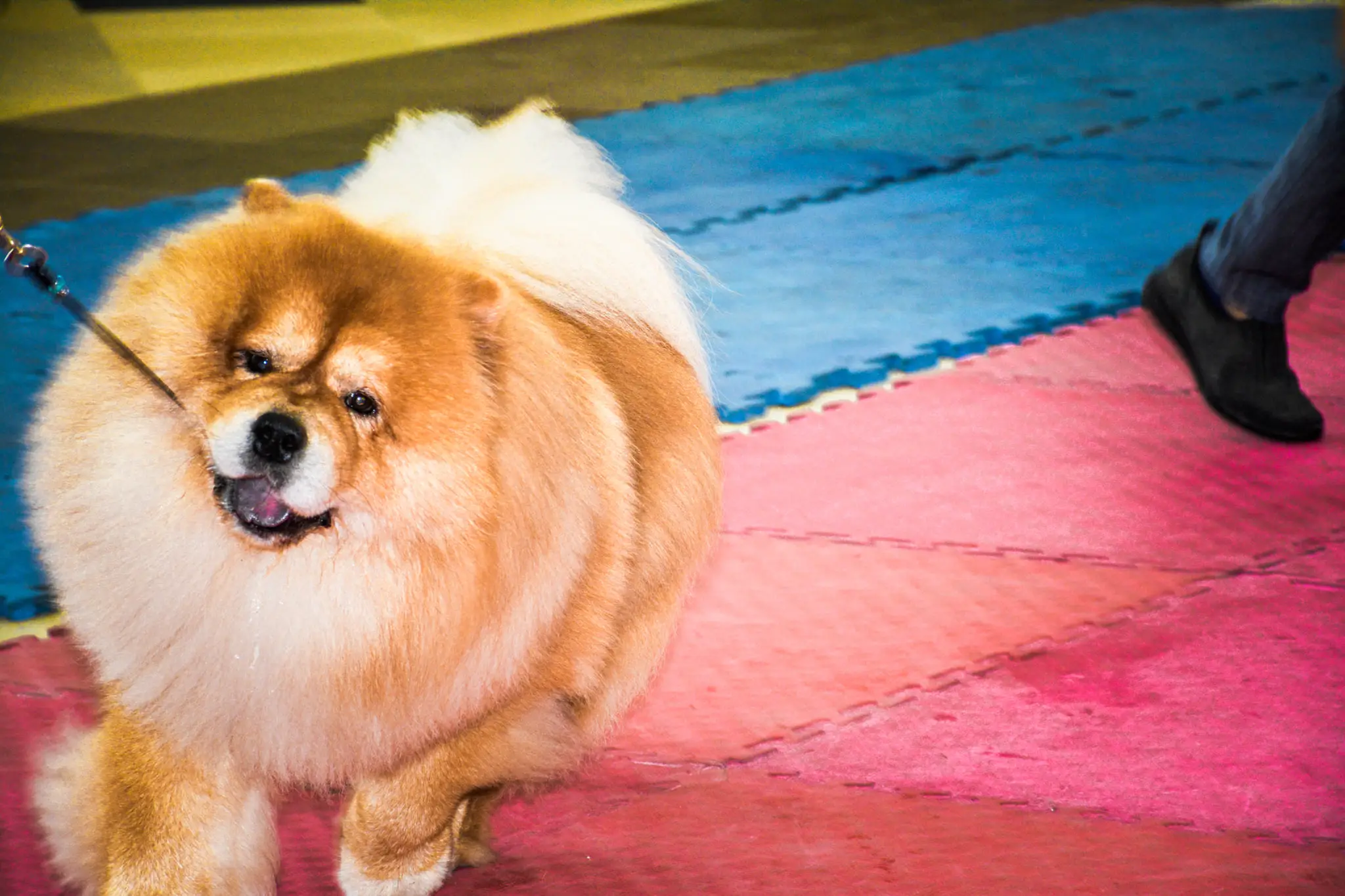 Dog Show @ Gensan 2022